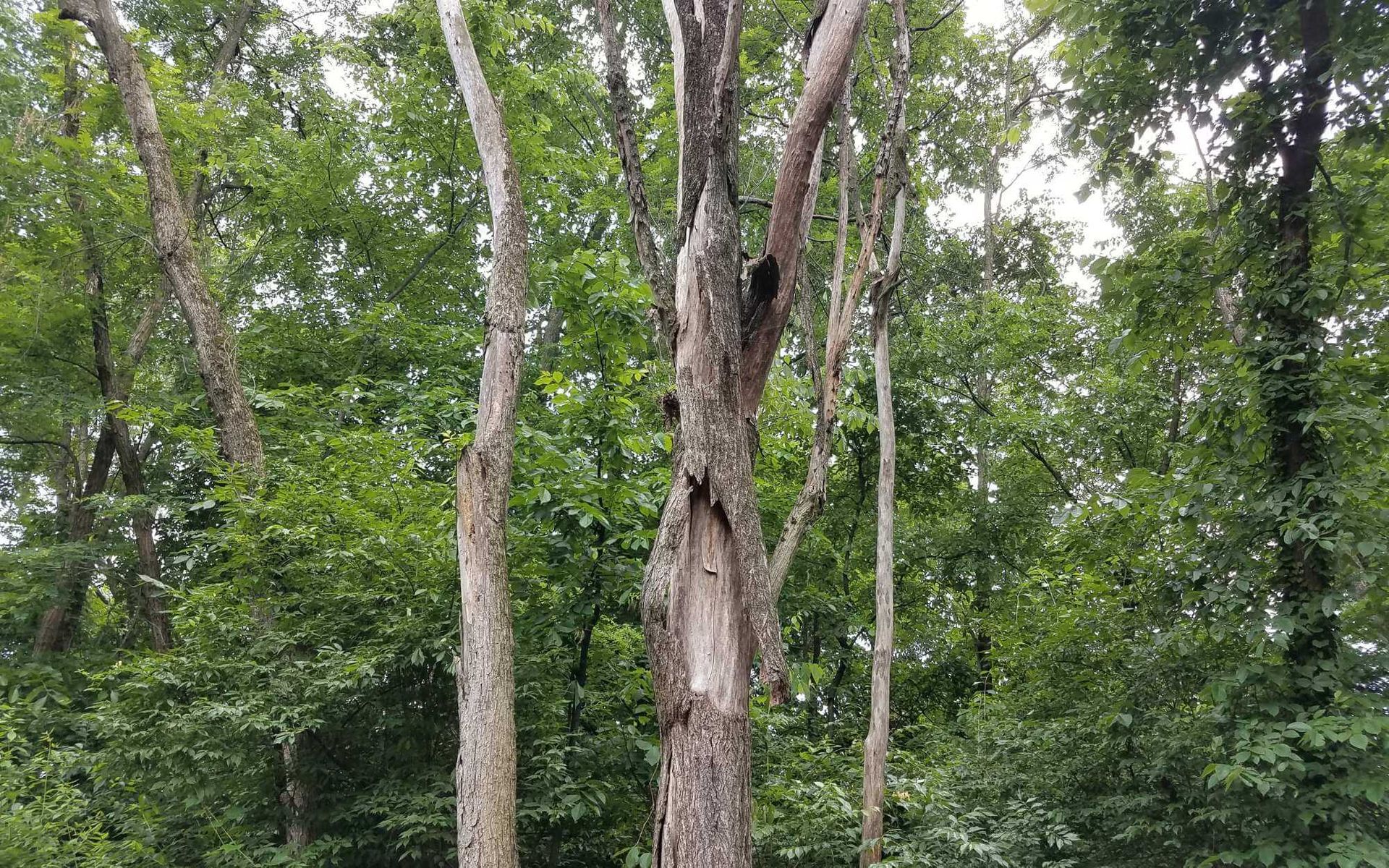 this tree in Pompano Beach, FL is shedding bark