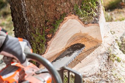 arborist making a final cut on a tree removal service in Boca Raton