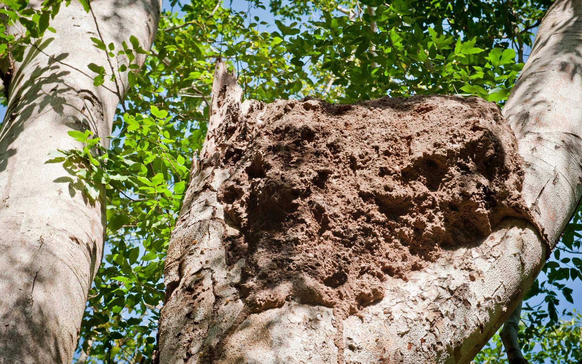 termites in a tree