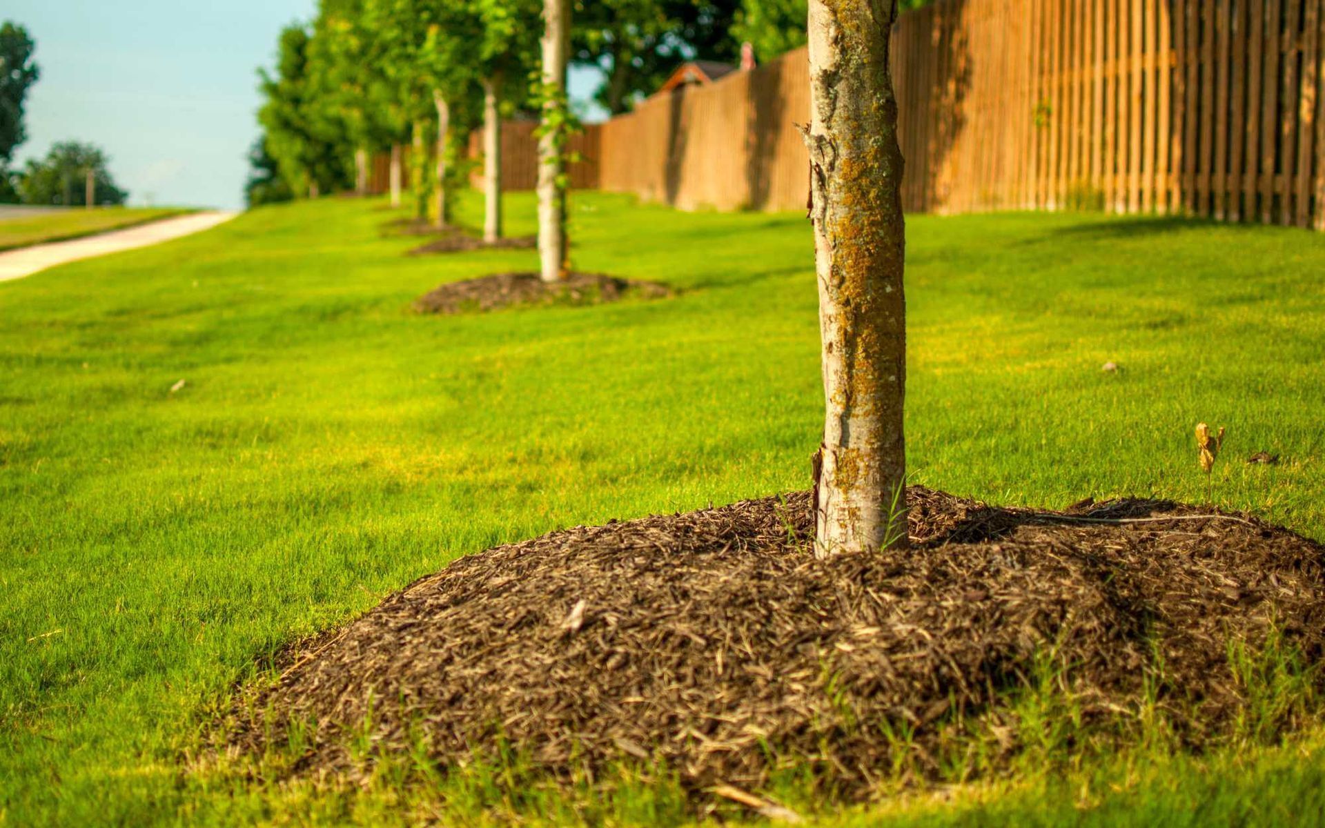 Mulching Trees and Shrubs for Urban Sustainability