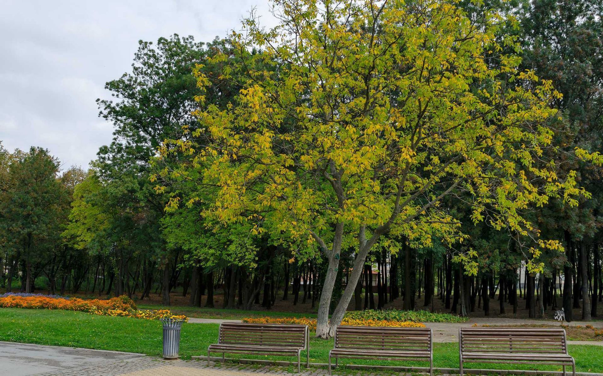 Guardians of the Green: Tree Management for Public Safety