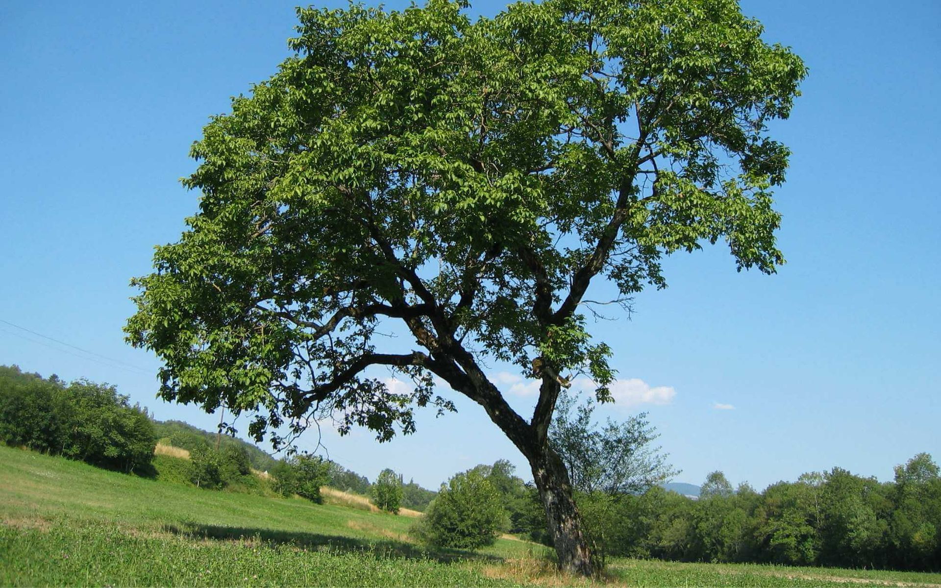 a leaning tree