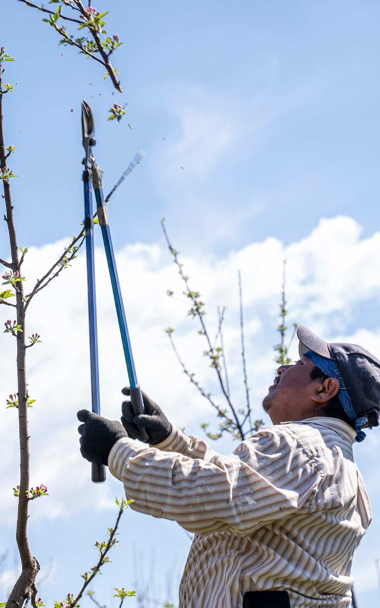 Real Tree Trimming and Landscaping Licensed Professional Mangrove Trimmer