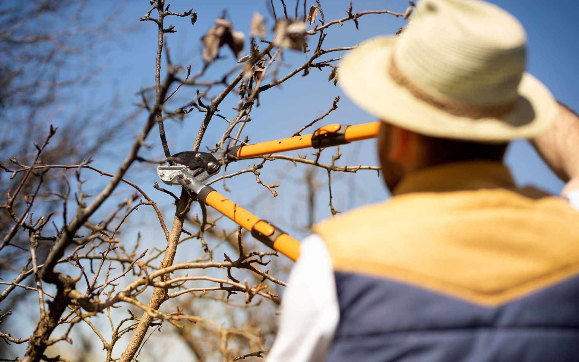 When and How to Prune Fruit Trees for Optimal Harvest