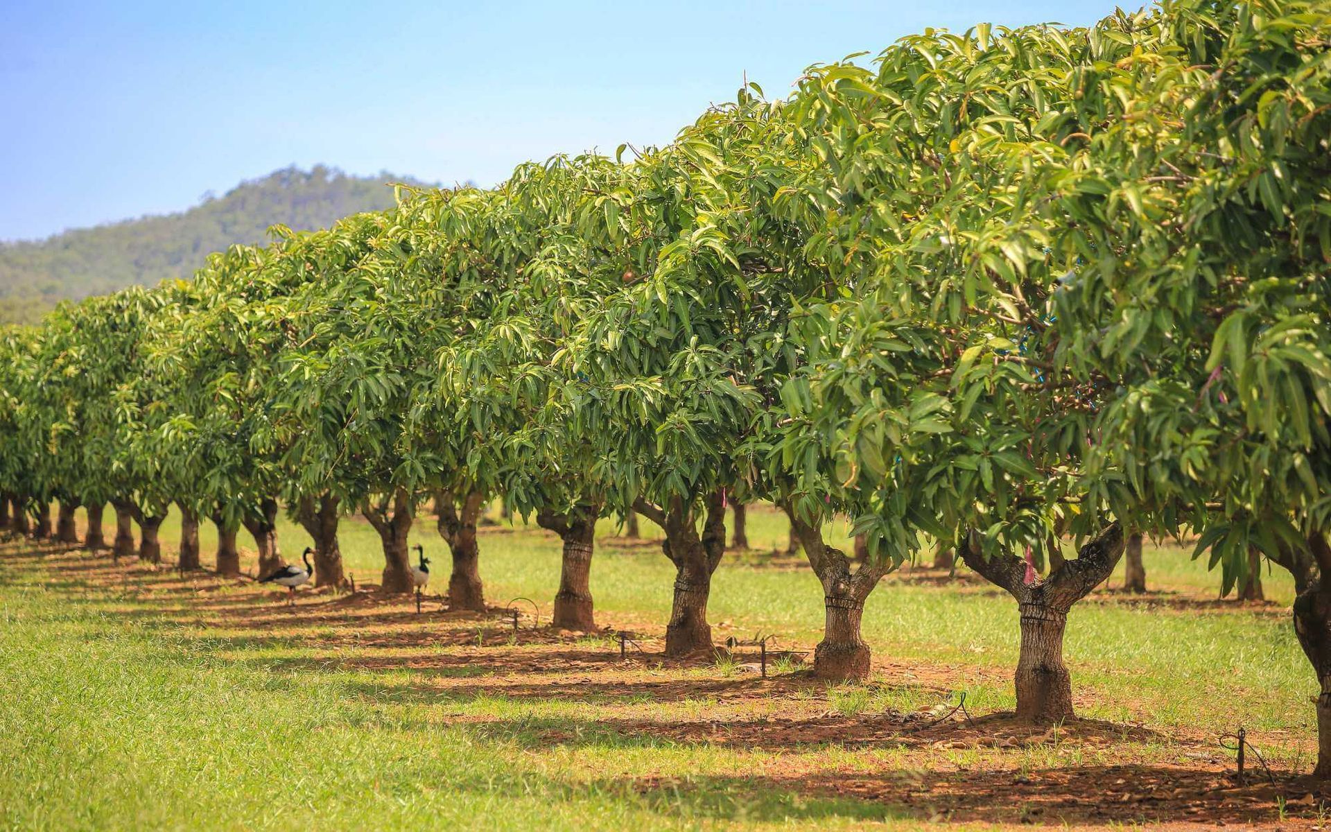 a productive mango orchard in South Florida