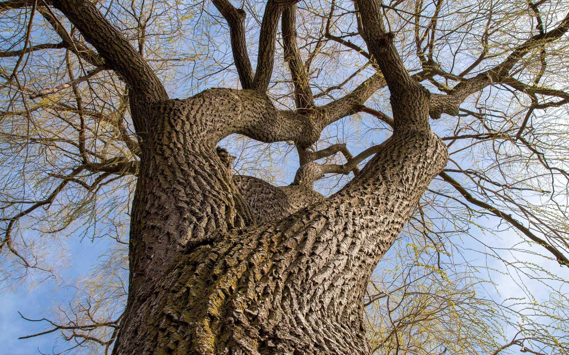 Why Property Owners Should Get a Tree Risk Assessment