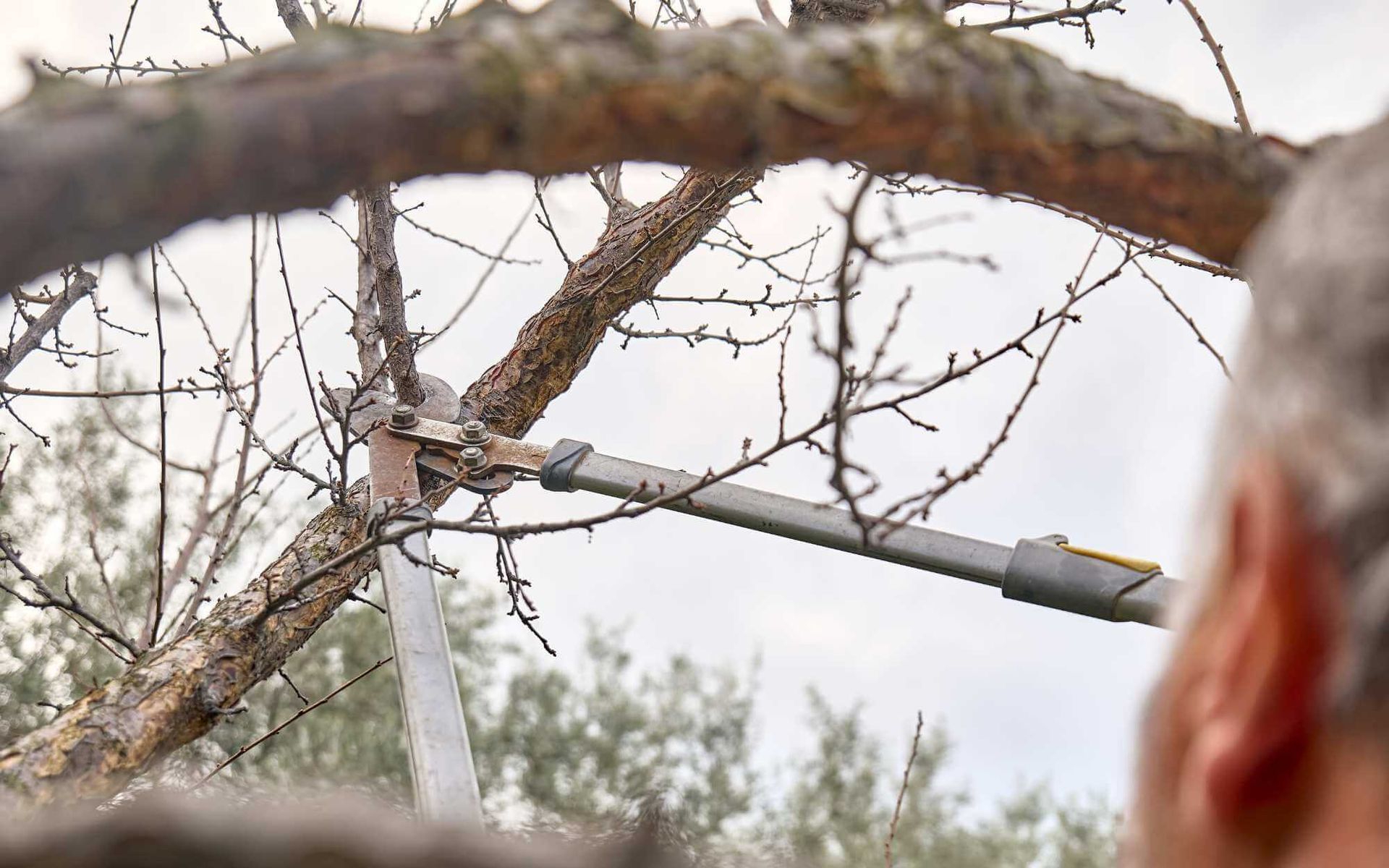 A Comprehensive Guide to Pruning Mature Trees