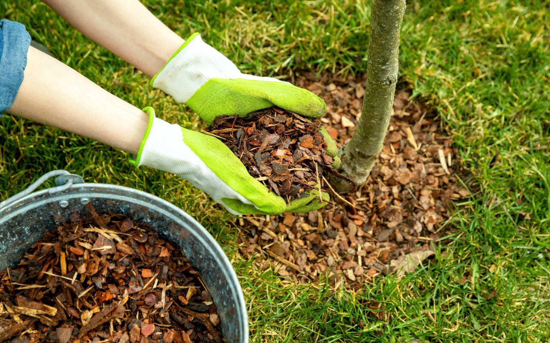 a ring of mulch around the tree