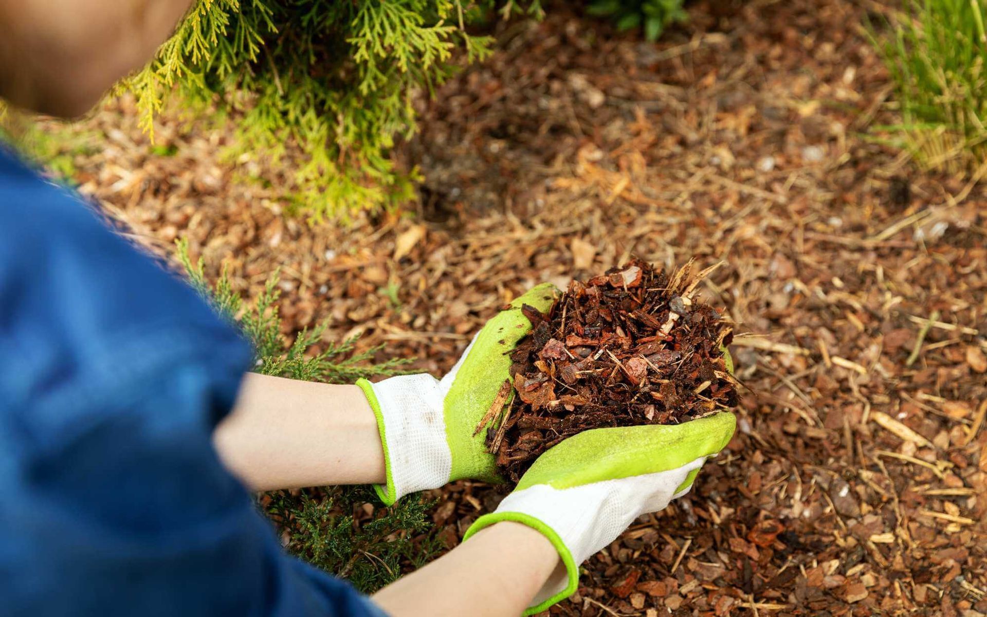 applying organic mulch to enhance soil fertility