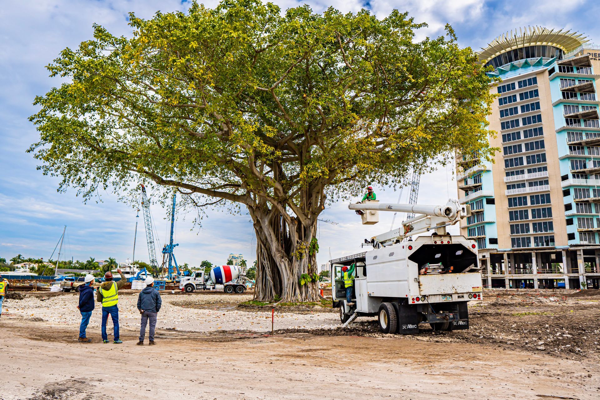 local arborists gather to assess the large tree that needs to be removed from a commercial property in Naples FL