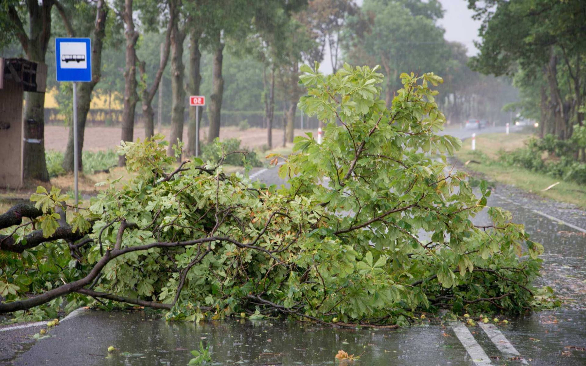 a small tree fell as it's knocked down by a larger tree struck by lightning