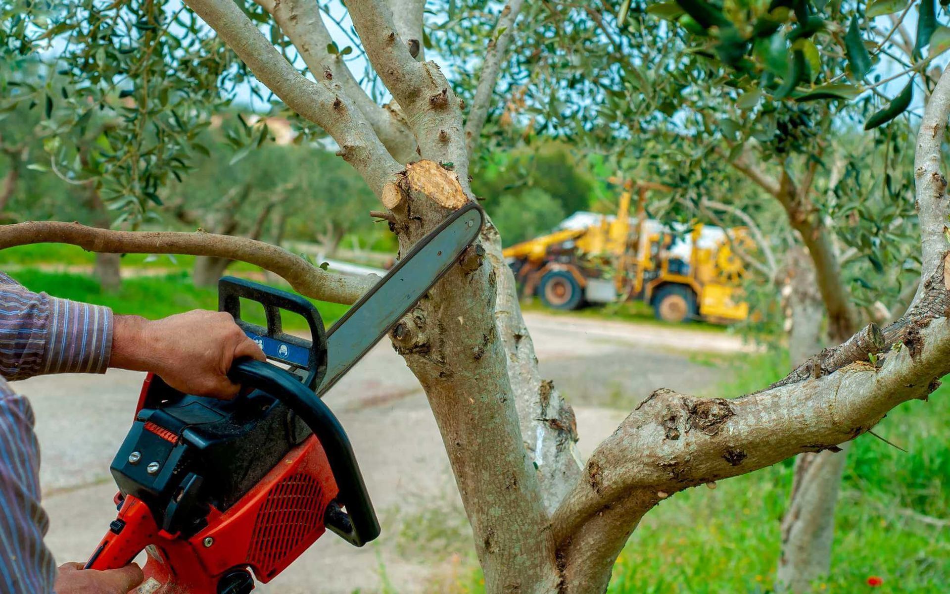 a chainsaw is used to shorten long tree branches