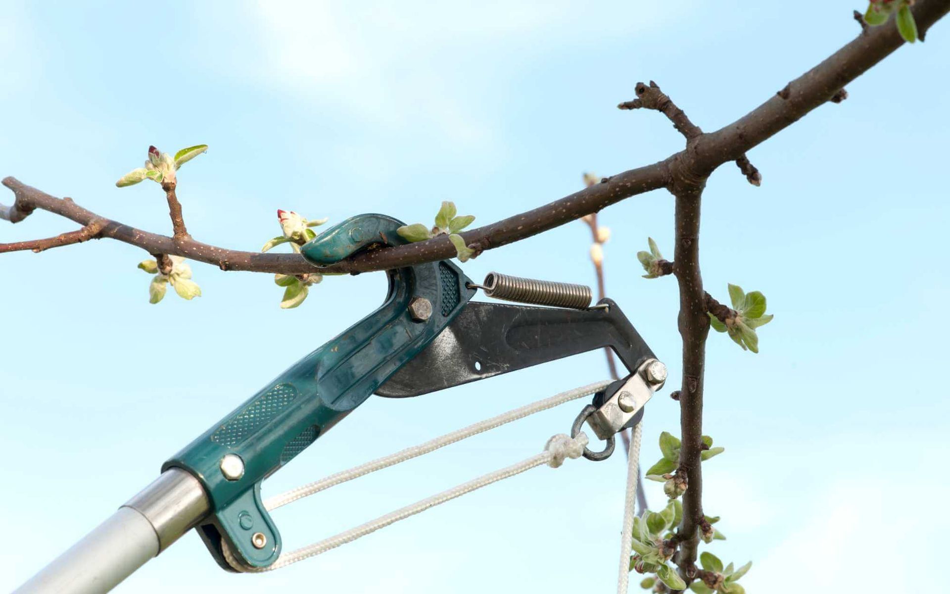From Bud to Blossom: DIY Essentials for Pruning Fruit Trees