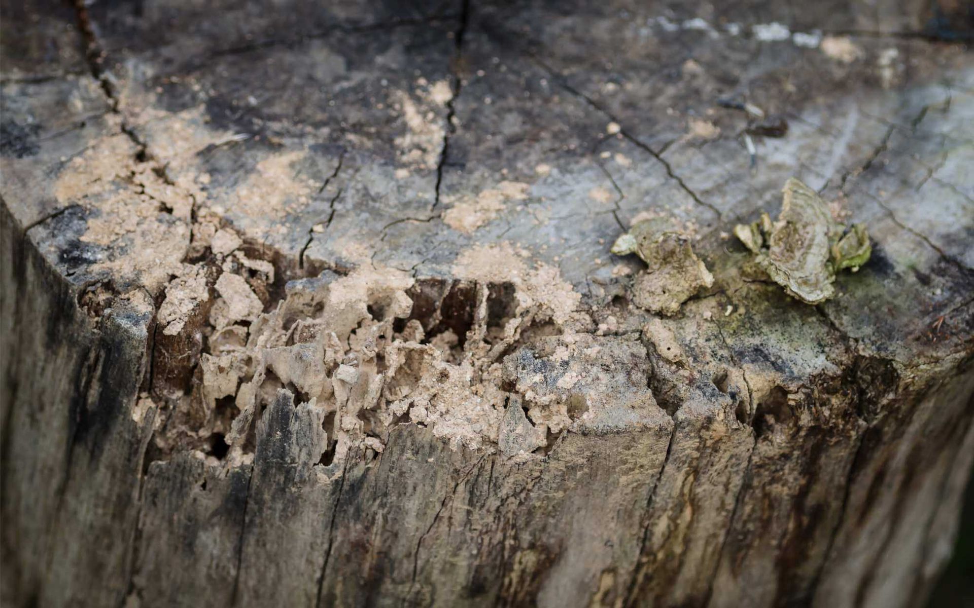 tree stump decay