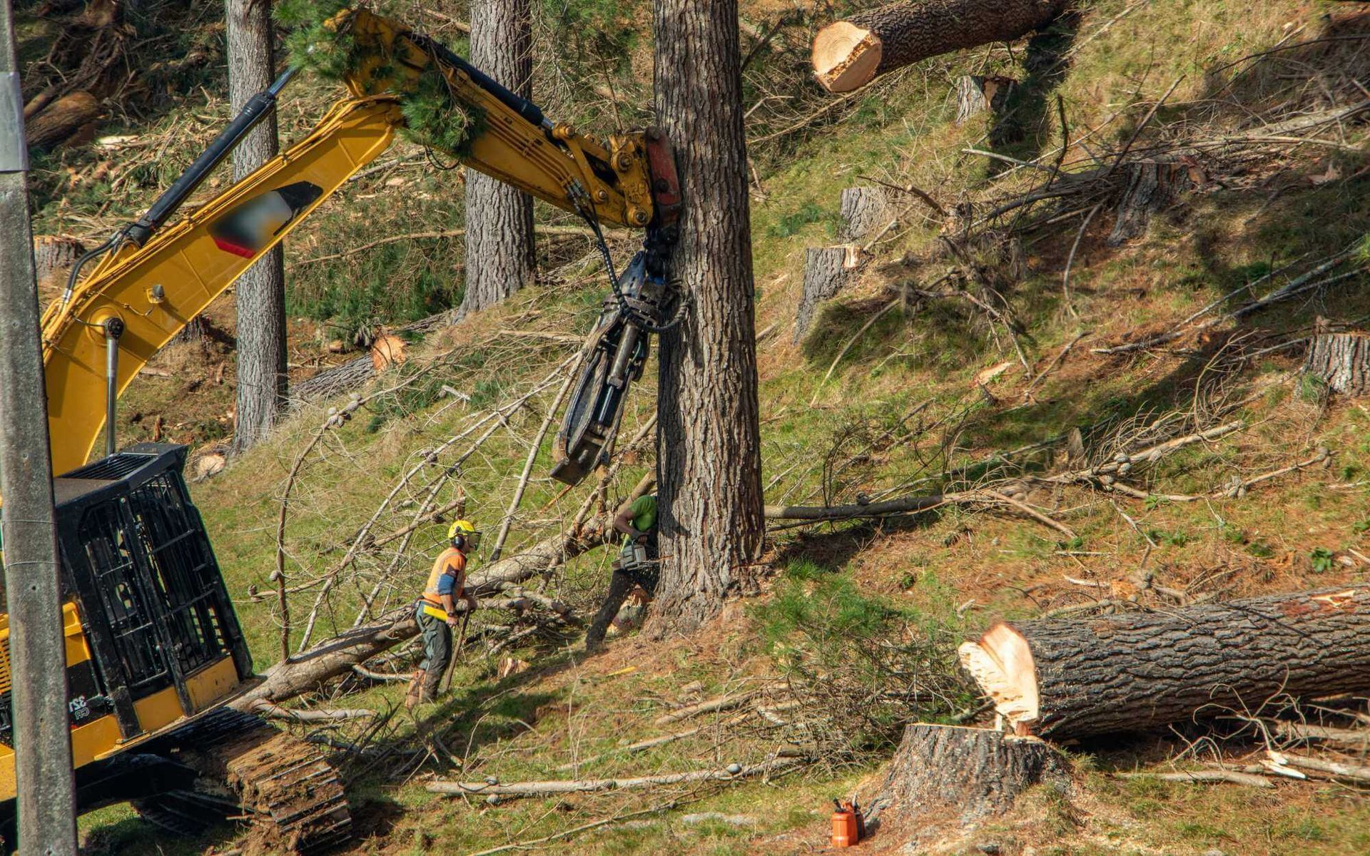 professional tree bracing services in Boca Raton