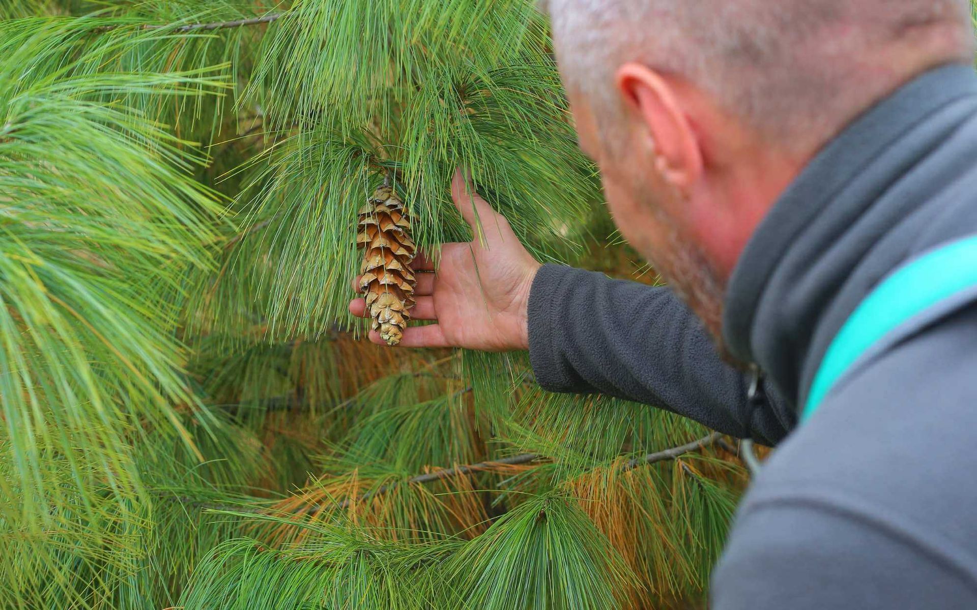 The Importance of Tree Inspection for Potential Hazards