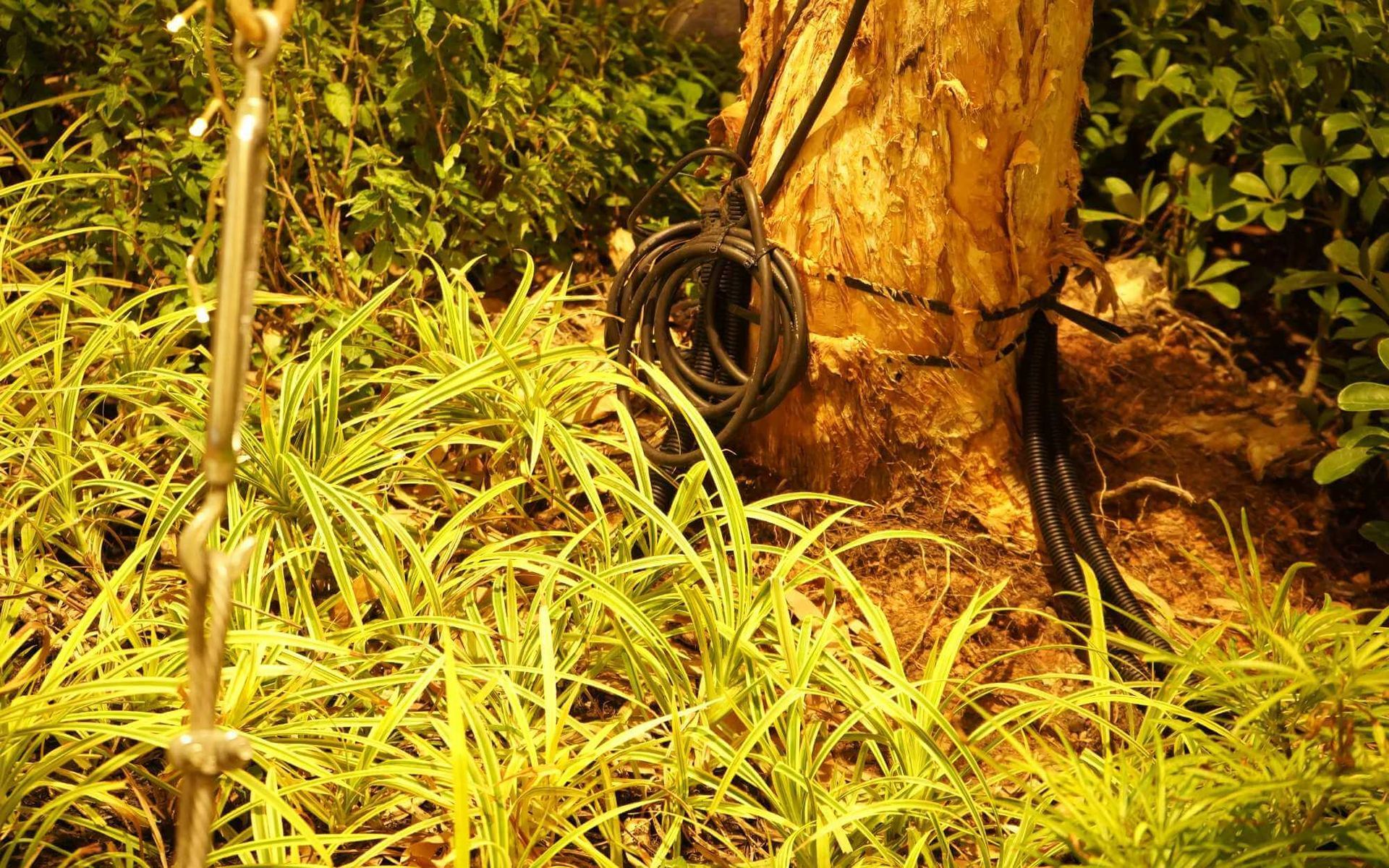 power cables are used to support a weak tree