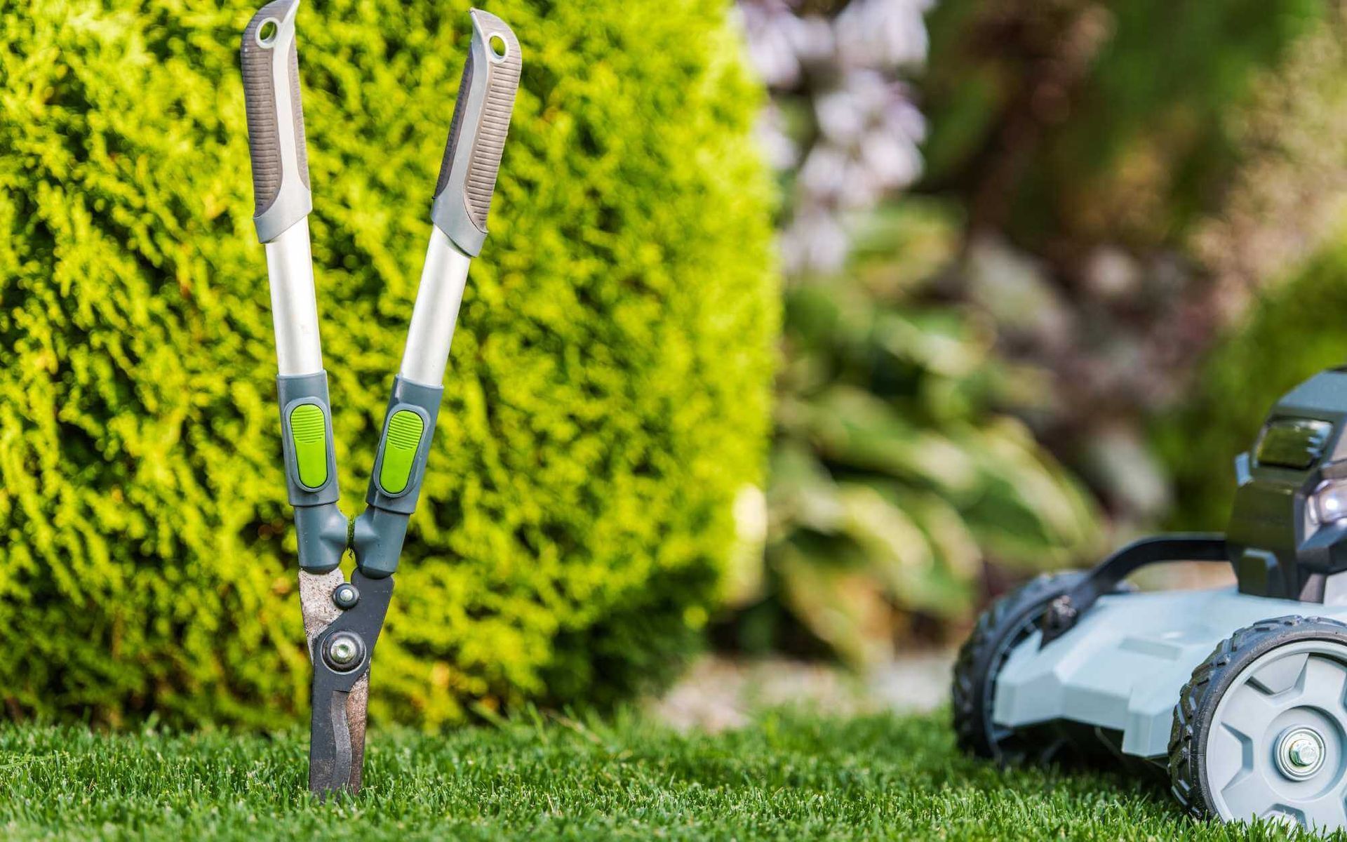 shrub shaping with grass shears