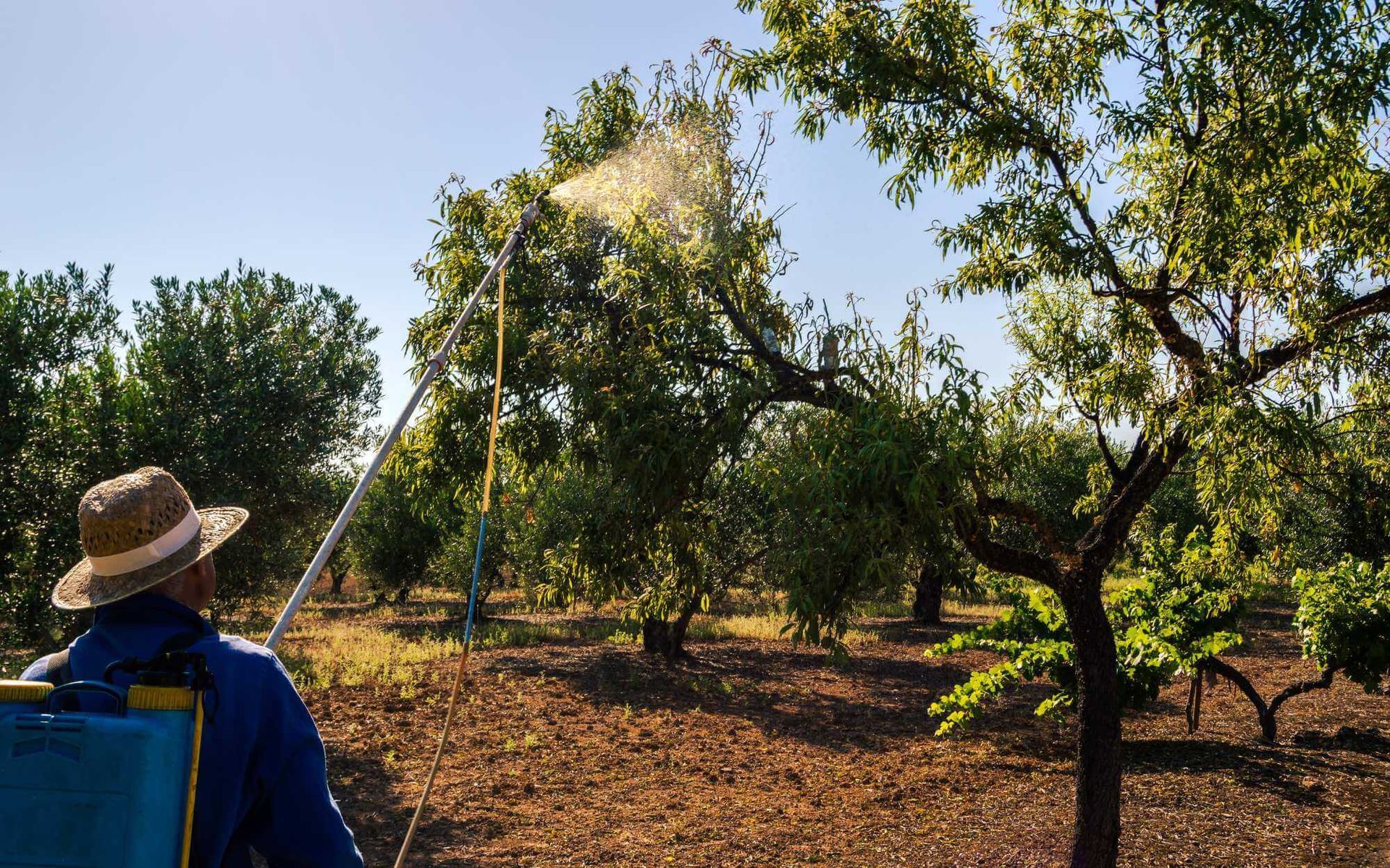 local gardener spraying TRGs to farm trees
