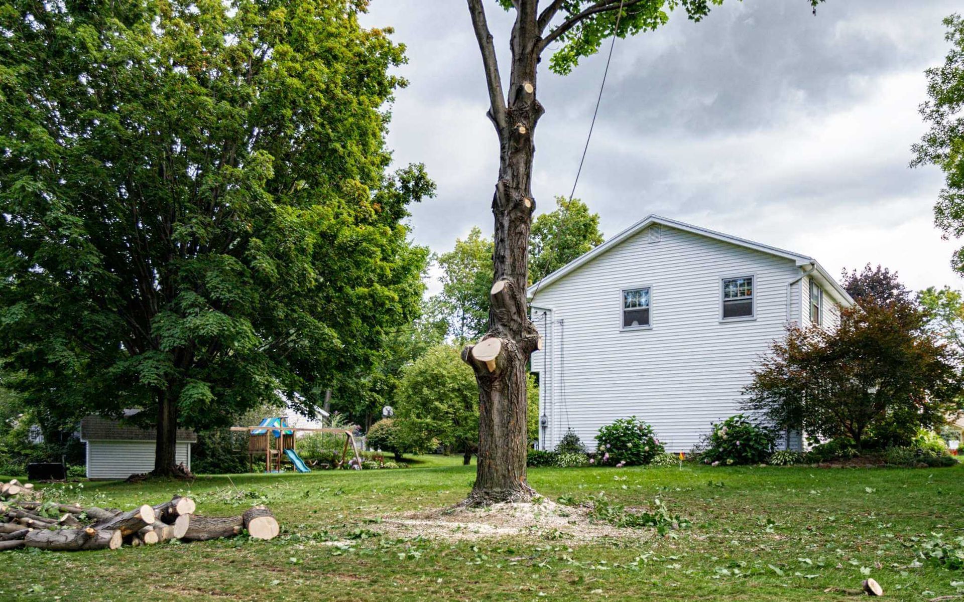 Tree Removal Permit: Legal Considerations and Restrictions