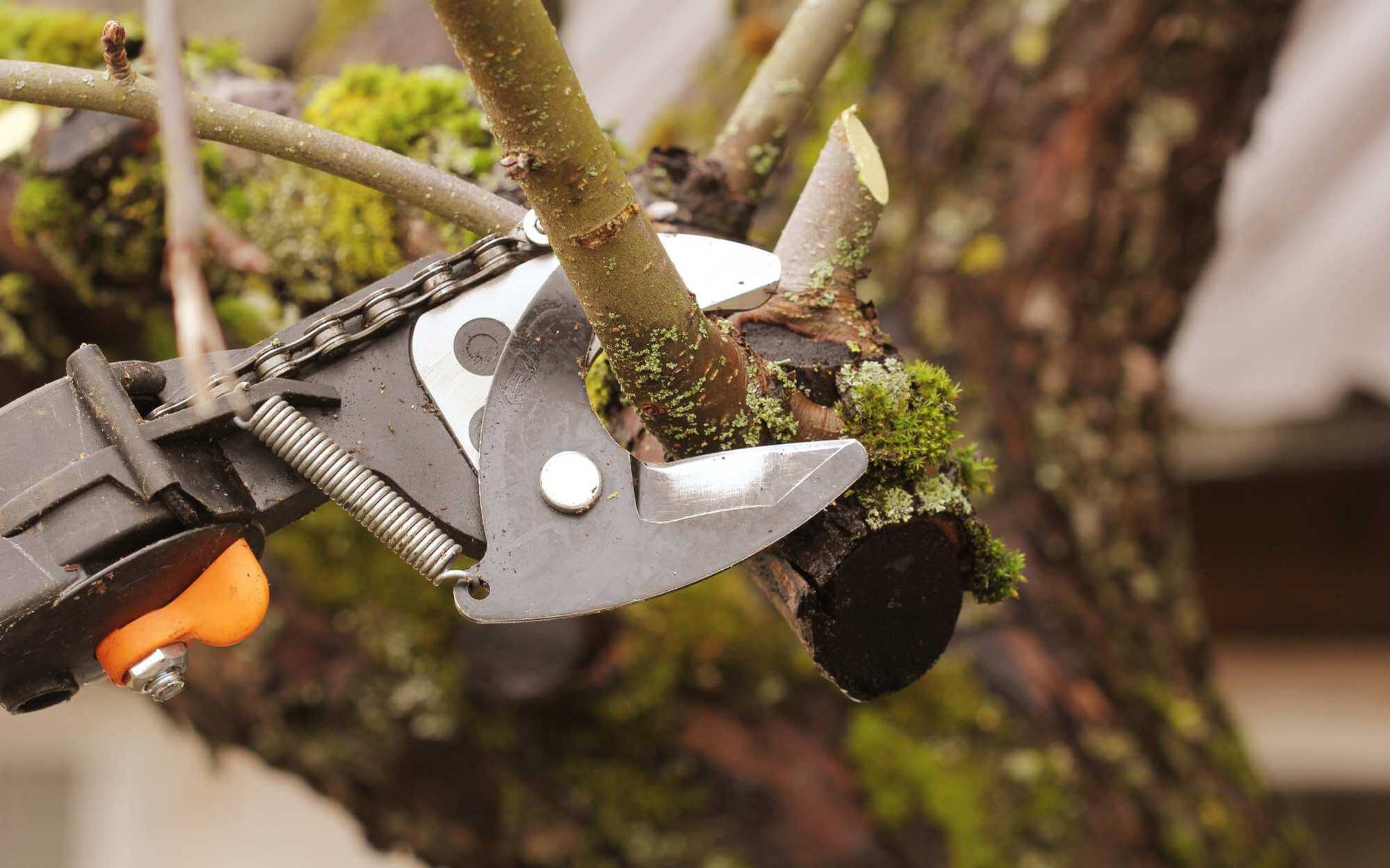 pruning shears are used to cut a small branch of an old tree