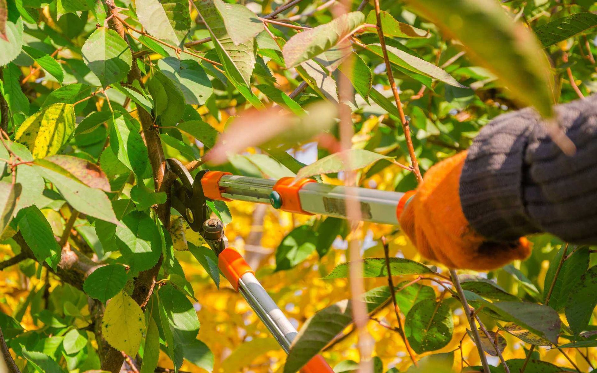 Expert Tips and Advice for Shaping and Pruning Fruit Trees