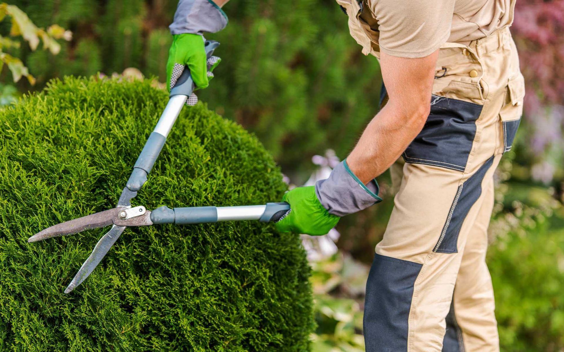 Pruning vs. Shaping Which is Right for Your Trees?