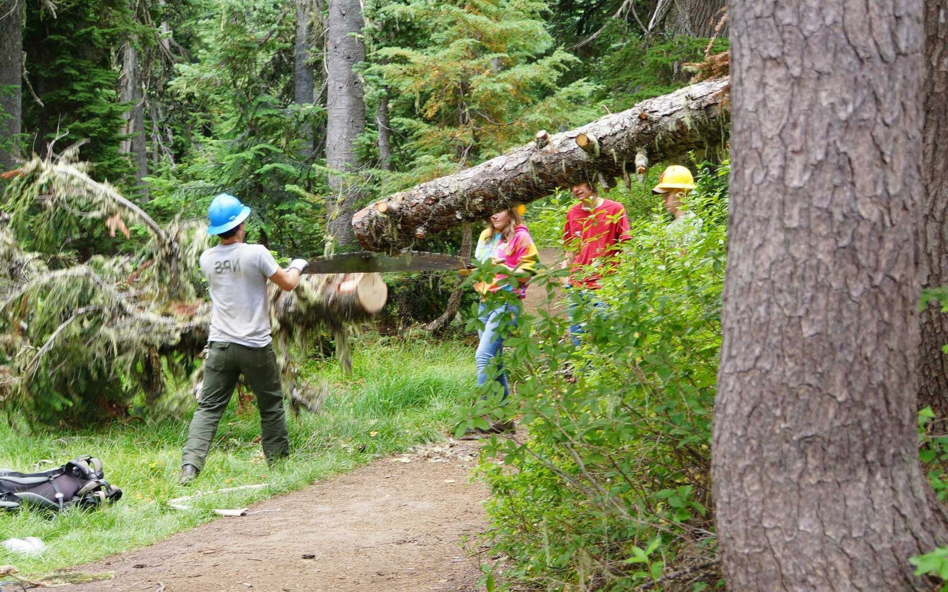 professional tree removal experts performing emergency cleanup in Boca Raton