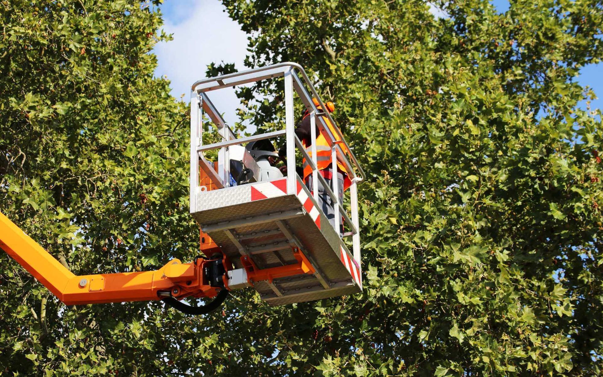 The Link Between Tree Risk Assessment and Insurance Claims