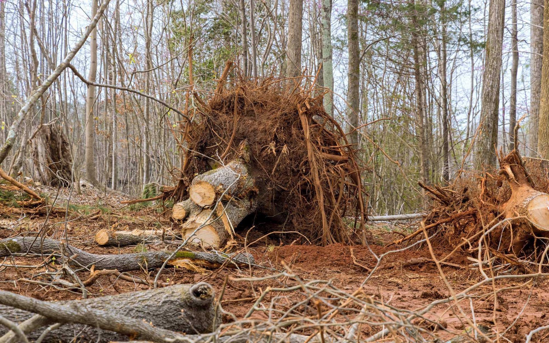 Preventing Hazards: Storm-Related Tree Cleanup Essentials