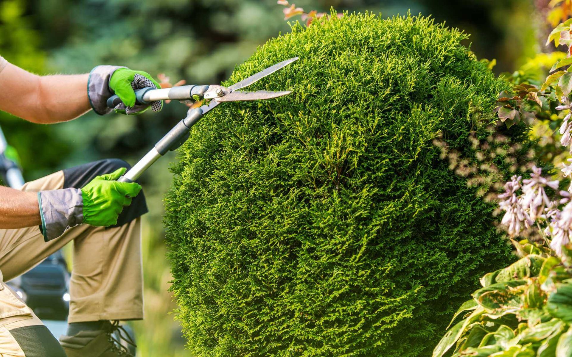 local arborist is using hedge shears to trim this riccia in a Boca Raton garden