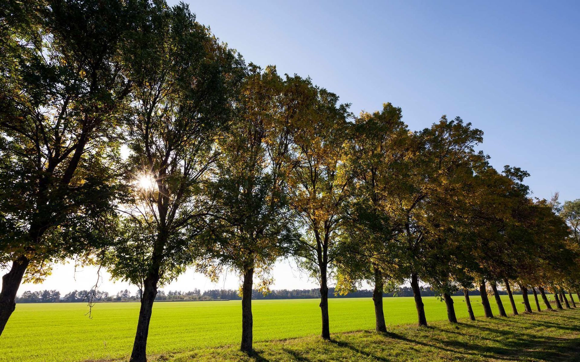 a scenery of trees in the beautiful South Florida