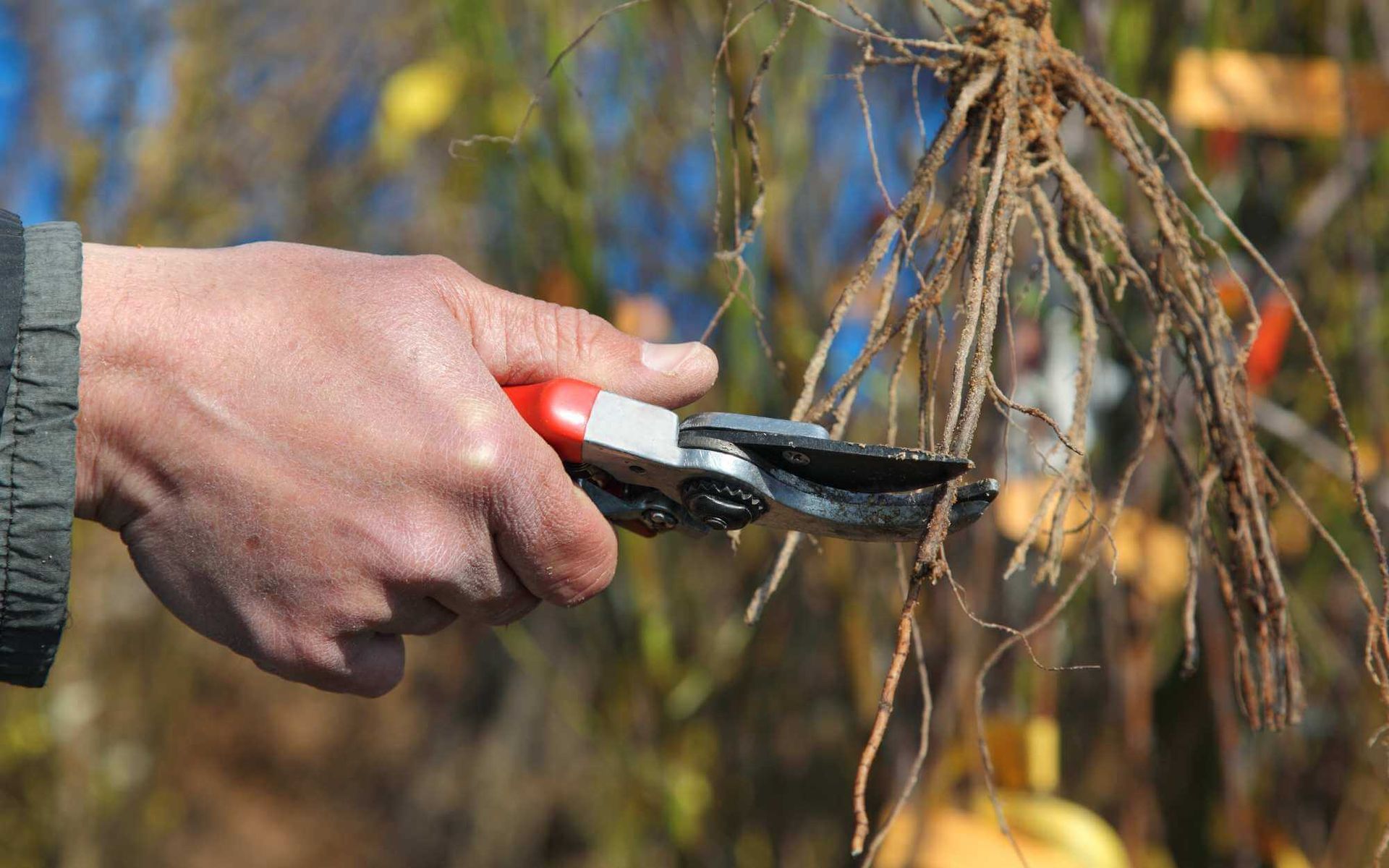 Root Care 101: Tips for Nurturing Healthy Tree Root Systems