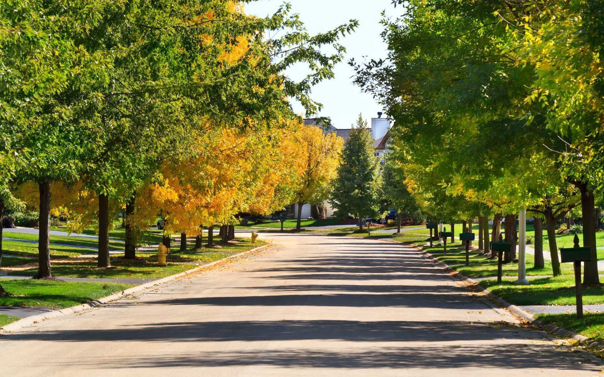 rows of street trees in Boca Raton, FL