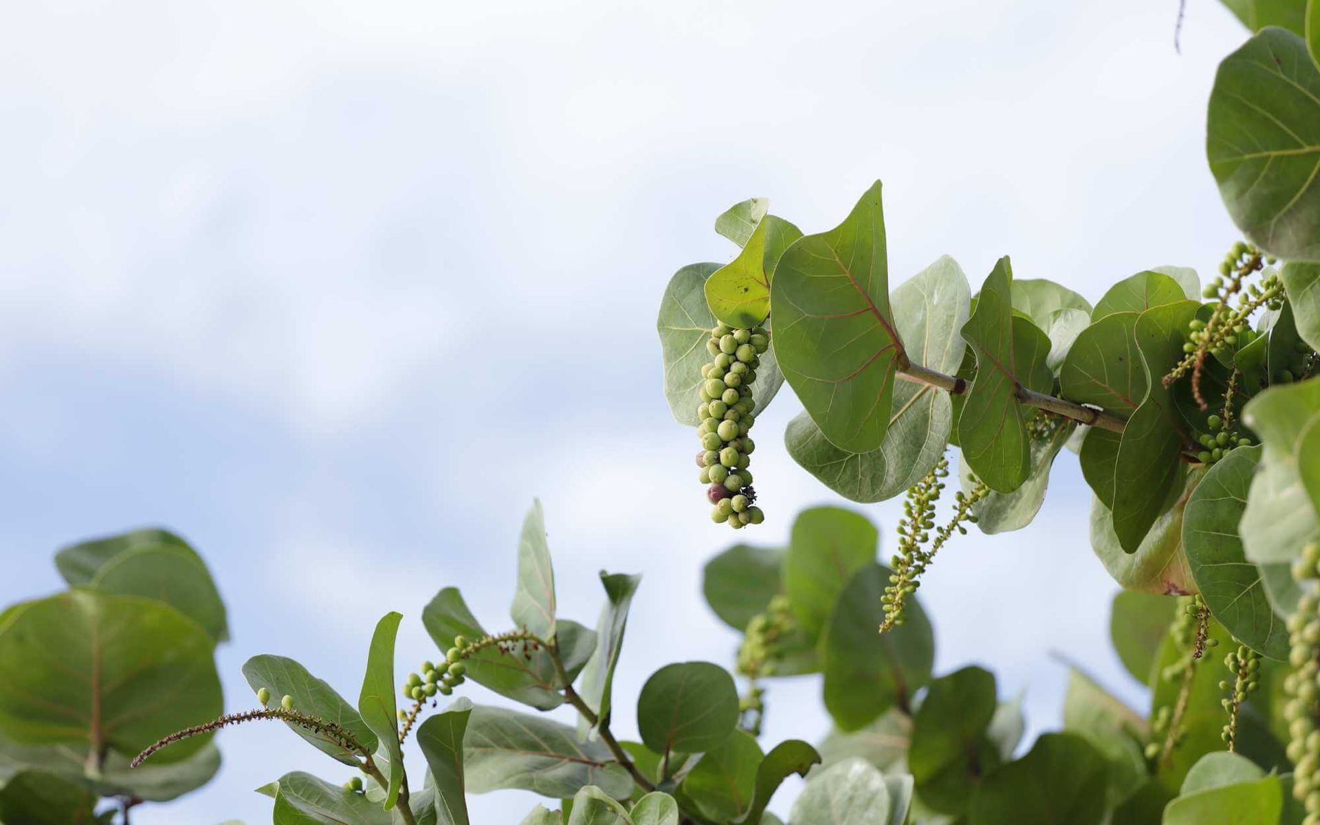 seagrape fruits