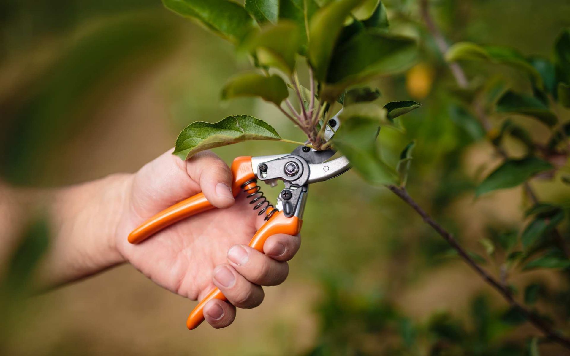 Real Tree Team expert pruning a mangrove tree in Palm Beach FL