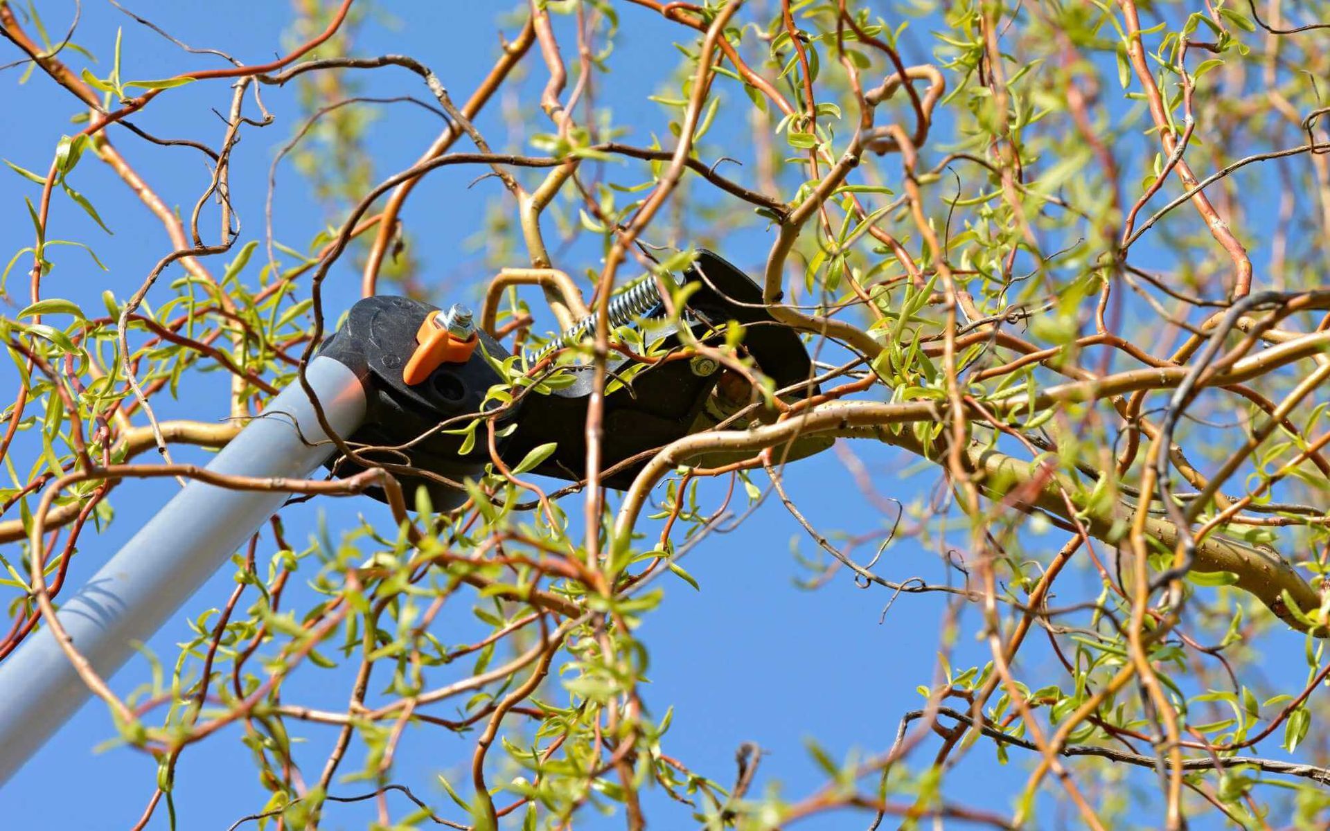 A Homeowner’s Guide to Seasonal Tree Trimming for Beauty