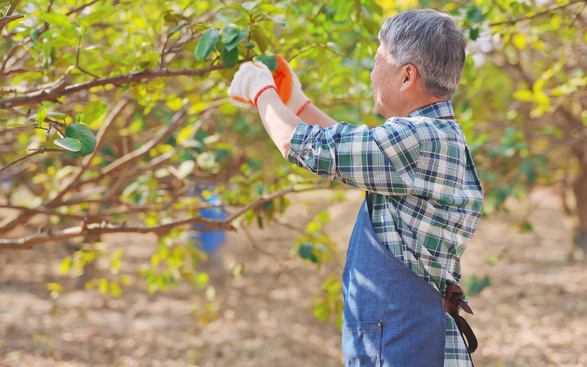 gardener pruning fruit trees 