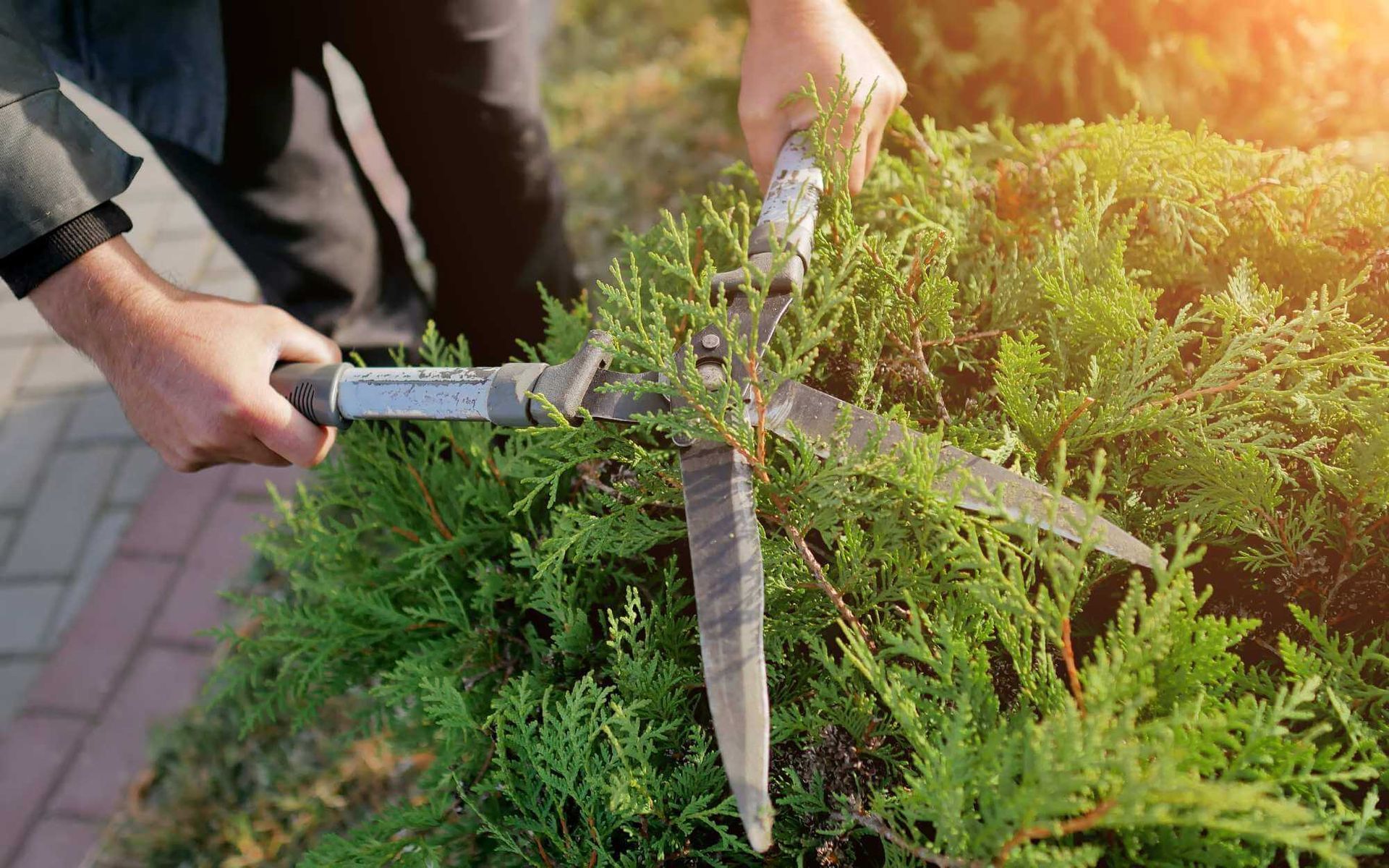 shrub shaping in Boca Raton