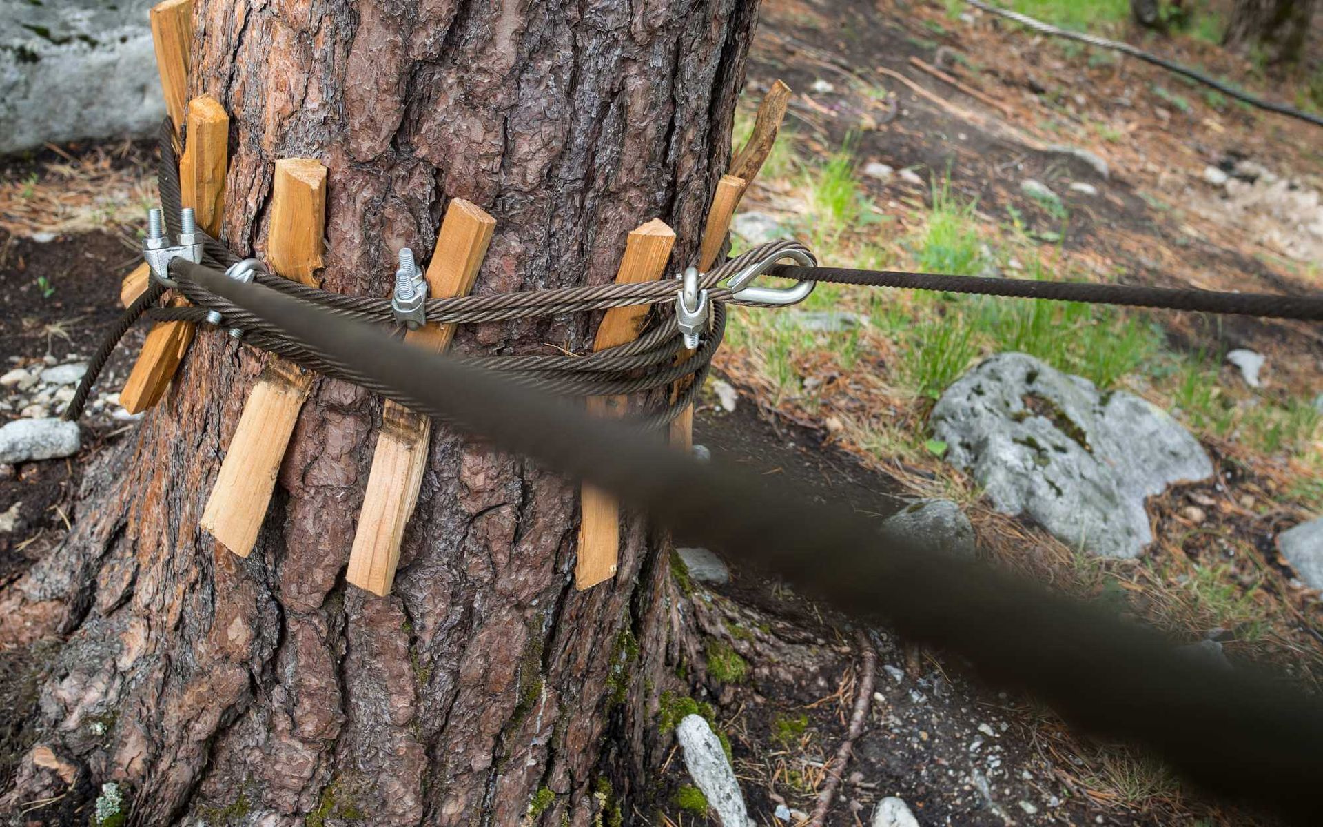 cables are used to protect trees from construction projects