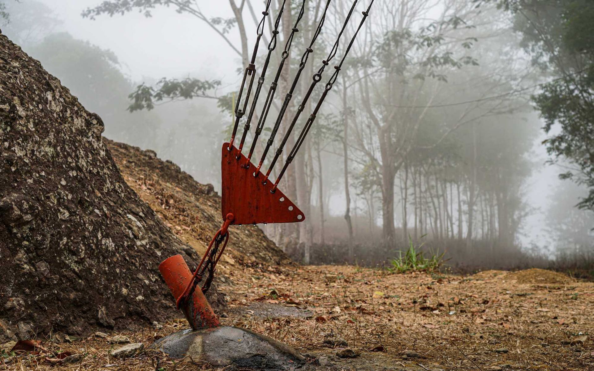 protecting roots and preserving trees during construction