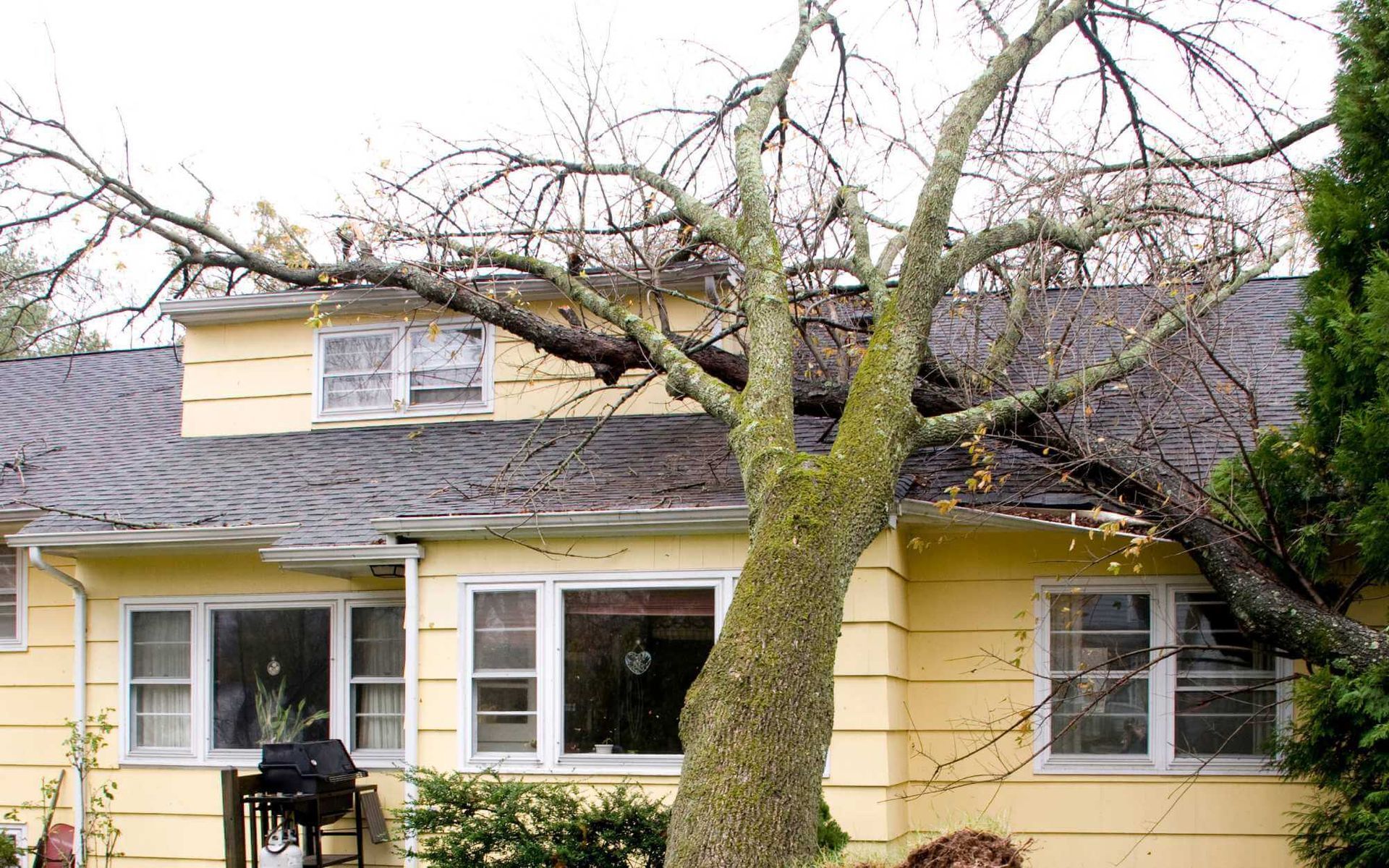 Effective DIY Tips for Cleaning Up Storm-Damaged Trees