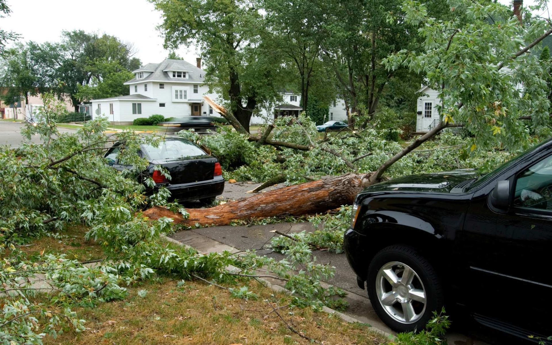 fallen trees blocking the road