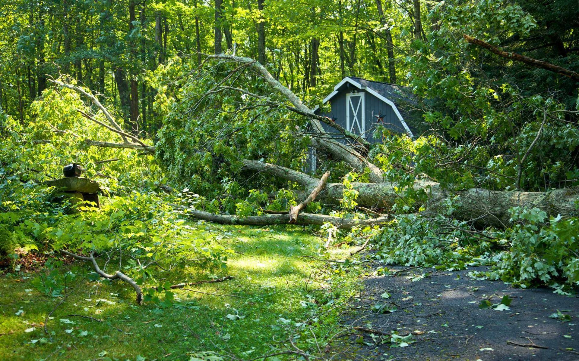 Boca Raton property storm damage debris