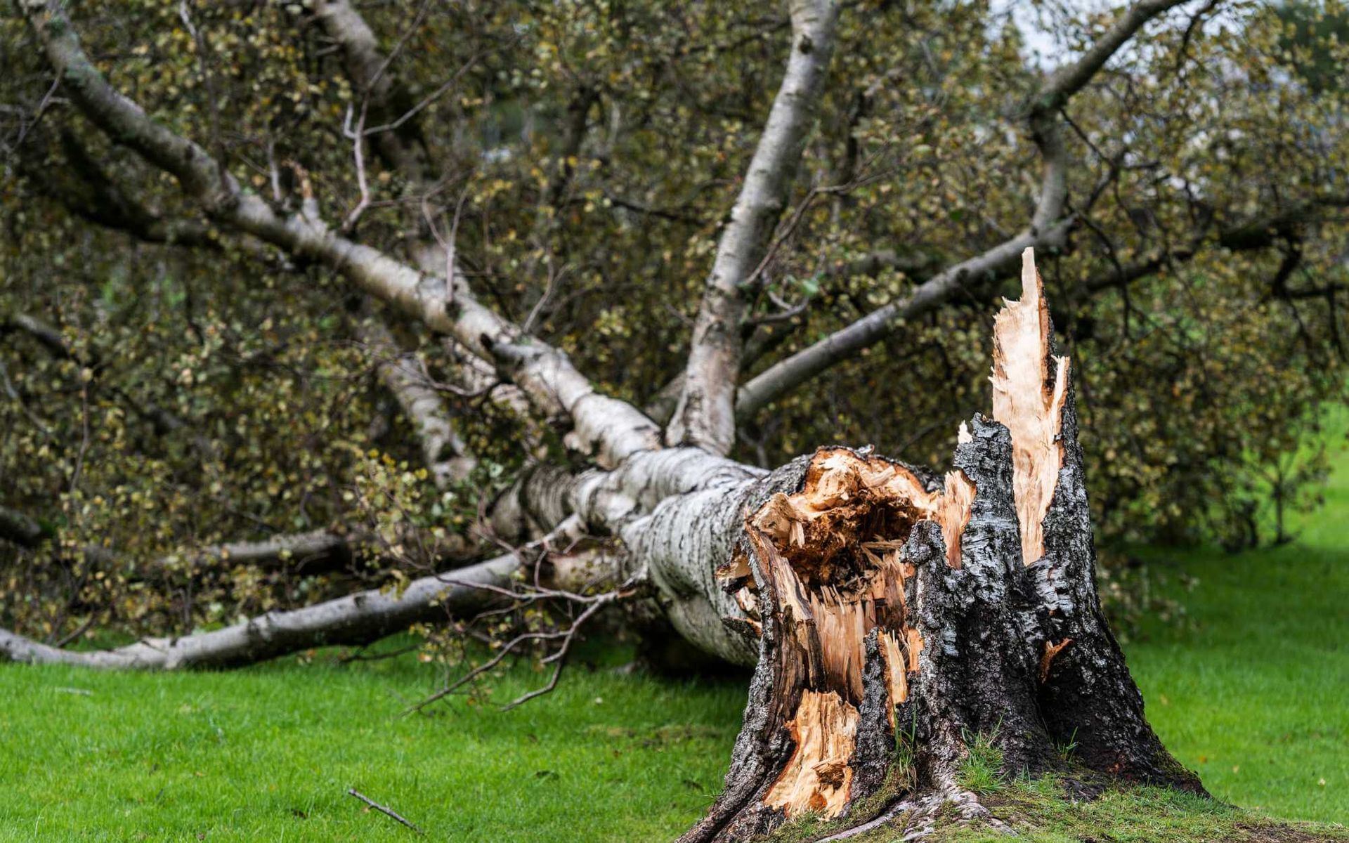 The Importance of Fast and Safe Storm-Damaged Tree Removal