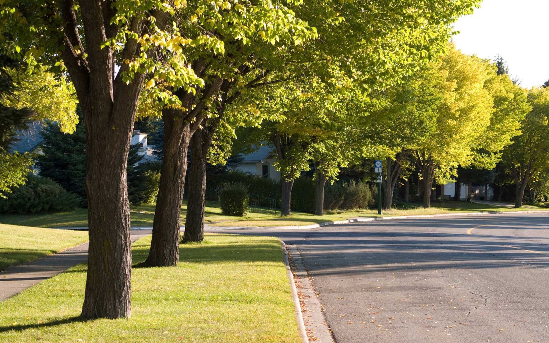 well-maintained street trees in Boca Raton, FL