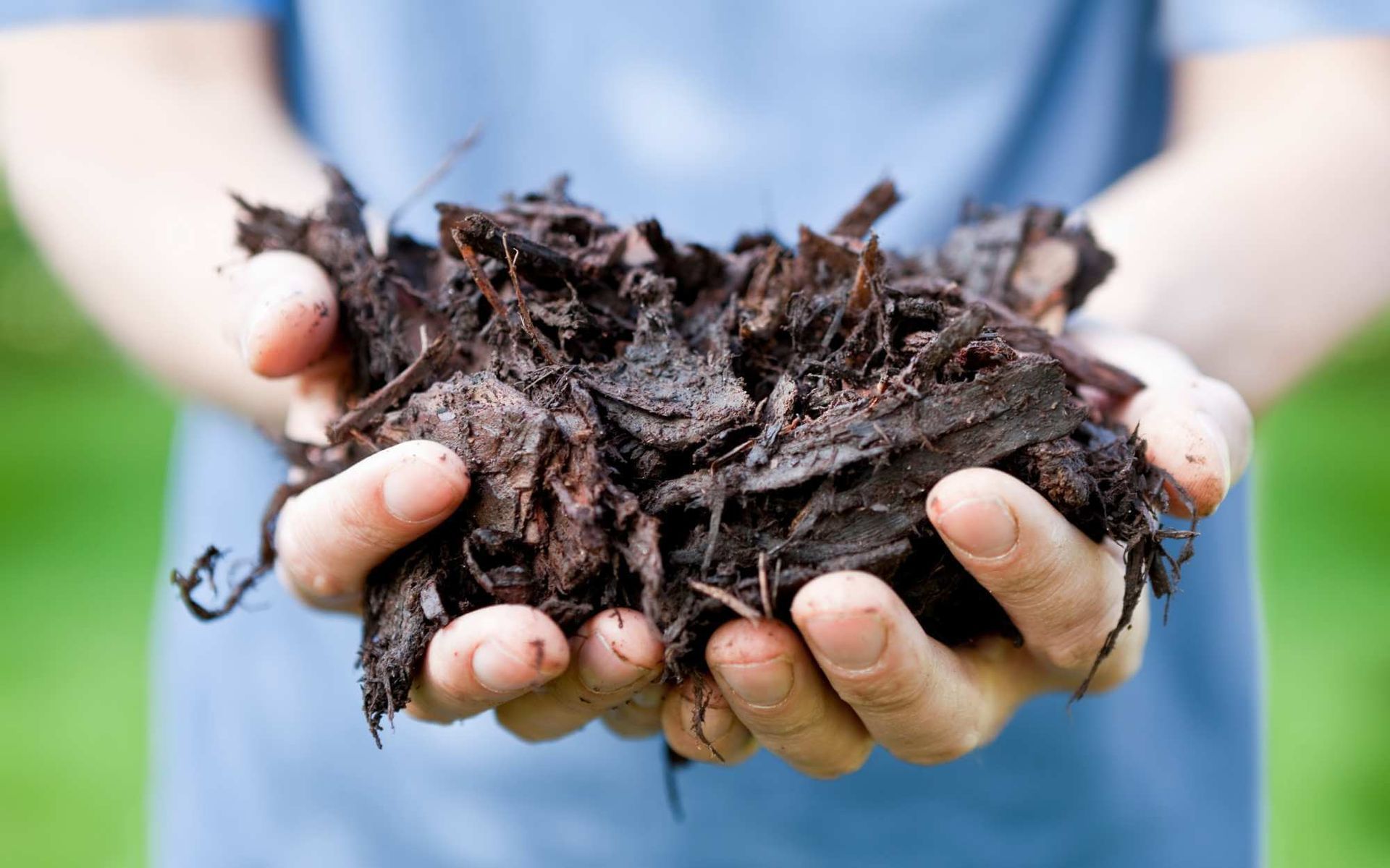 tree bark mulch held by a gardener