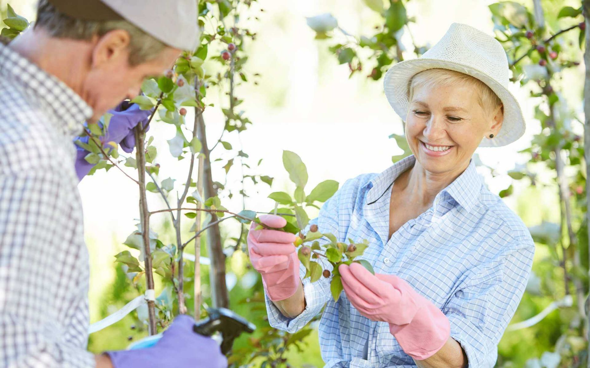 arborist consultation in South Florida