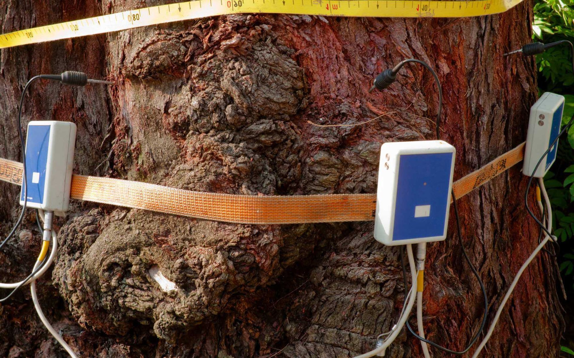 Unveiling Tree Health: In-Depth Assessment by Arborists