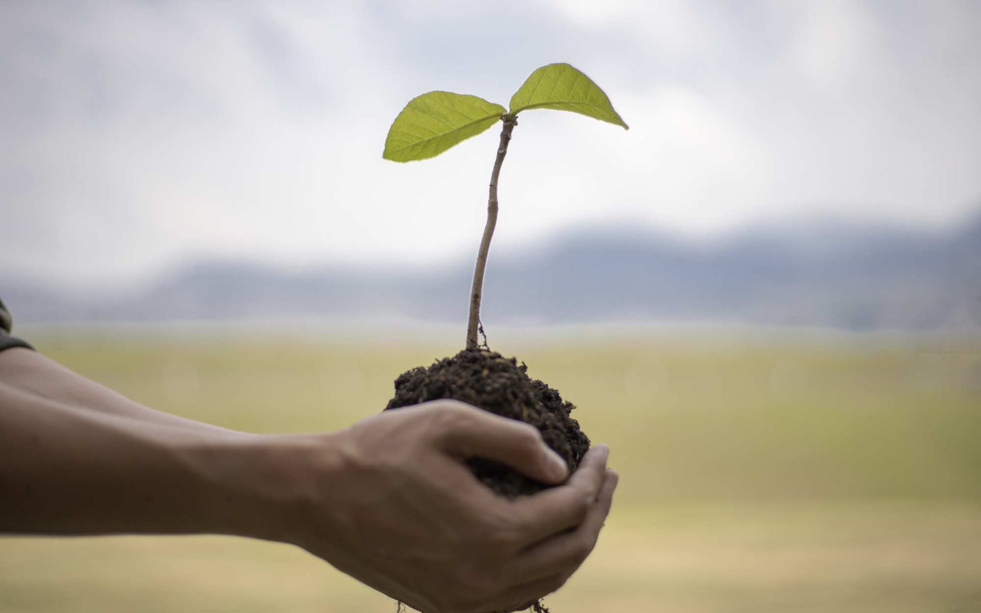 From Root to Tip: Mastering DIY Tree Planting Techniques